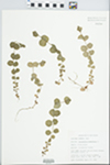 Lysimachia nummularia L. by Bob Edgin
