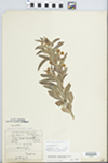 Lysimachia lanceolata Walter by Paul Sargent