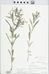 Lysimachia lanceolata Walter by R. Dale Thomas