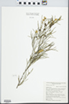 Melaleuca uncinata R. Br. by P. C. Jobson, R. Arnold, and C. L. Proter