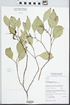 Eucalyptus populnea F. Muell. by P. C. Jobson, D. M. Bell, and J. T. Hunter