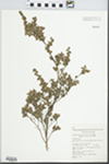 Leptospermum trinervium (Sm.) Joy Thomps. by L. A. S. Johnson, B. G. Briggs, and A. N. Rodd