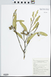 Eucalyptus costata subsp. murrayana L.A.S.Johnson & K.D.Hill by K. D. Hill, W. A. Cherry, and A. E. Orme