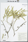 Eucalyptus oleosa Miq. by K. D. Hill, W. A. Cherry, and A. E. Orme