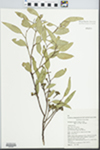 Eucalyptus socialis Miq. by K. D. Hill, W. A. Cherry, and A. E. Orme