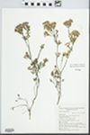 Calytrix tetragona Labill. by K. D. Hill, W. A. Cherry, and A. E. Orme