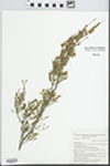 Micromyrtus sessilis J.W. Green by R. G. Coveny, R. O. Makinson, and A. L. Quirico