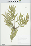 Melaleuca quinquenervia (Cav.) S.T.Blake by Betty Nelson, Roy Nelson, and LaVerne Sumner