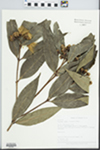 Syzygium jambos (L.) Alston
