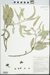 Eucalyptus dumosa A. Cunn. ex J. Oxley by P. C. Jobson, A. E. Orme, and G. M. Towler