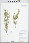Aluta maisonneuvei (F.Muell.) Rye & Trudgen by J. J. Bruhl and F. C. Quinn