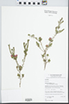 Darwinia taxifolia subsp. macrolaena B.G.Briggs by I.R. Telford and T. Volibon