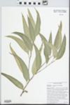 Eucalyptus grandis W.Hill ex Maiden by J. Richard Abbott