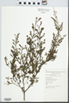 Leptospermum parvifolium (Pers.) Sm. by D. Cannon