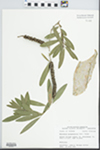 Melaleuca quinquenervia (Cav.) S.T.Blake by John E. Ebinger