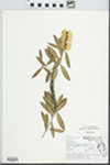Melaleuca quinquenervia (Cav.) S.T.Blake by Roger T. Poole