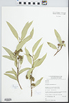 Eucalyptus diversifolia Woolls by B. Stievermann