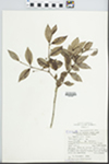 Myrcianthes mato (Griseb.) McVaugh by F. Vervoorst