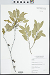 Eucalyptus niphophila Maiden & Blakely by J.B. B. Williams