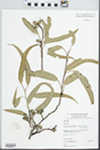 Corymbia leichhardtii (F.M. Bailey) K.D. Hill & L.A.S. Johnson by J.B. B. Williams