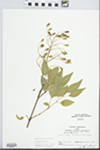 Syringa amurensis Rupr. by John E. E. Ebinger