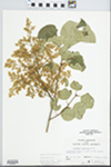 Syringa amurensis Rupr. by John E. E. Ebinger