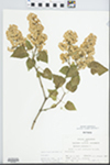 Syringa vulgaris L. by John E. E. Ebinger