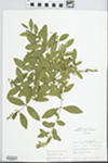 Ligustrum obtusifolium Siebold & Zucc. by John E. E. Ebinger