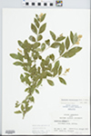 Ligustrum obtusifolium Siebold & Zucc. by John E. E. Ebinger