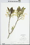 Chionanthus virginicus L. by John E. E. Ebinger