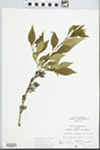 Forestiera acuminata (Michx.) Poir. by John Gerard