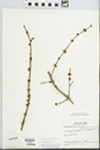 Forestiera acuminata (Michx.) Poir. by William M. Bailey and Julius R. Swayne
