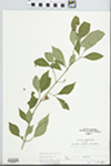 Forestiera acuminata (Michx.) Poir. by Loy R. Phillippe