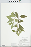 Forestiera acuminata (Michx.) Poir. by John E. Ebinger