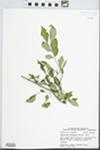 Forestiera acuminata (Michx.) Poir. by John E. E. Ebinger