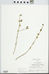 Forestiera acuminata (Michx.) Poir. by John E. E. Ebinger