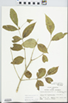 Fraxinus pennsylvanica Marsh. by John E. E. Ebinger