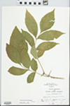 Fraxinus lanceolata Borkh. by John E. E. Ebinger