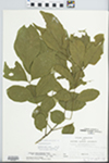 Fraxinus pennsylvanica Marsh. by Loy R. Phillippe