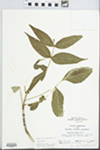 Fraxinus nigra Pott by John E. E. Ebinger