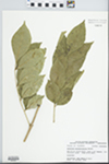Fraxinus pennsylvanica Marsh. by Robert Edgin