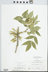 Fraxinus pennsylvanica Marsh. by John Gerard