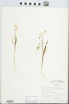 Claytonia virginica L. by Phipps and Speer