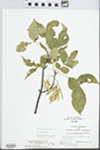Fraxinus pennsylvanica Marsh. by Randy Vogel