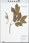 Fraxinus lanceolata Borkh. by John E. E. Ebinger