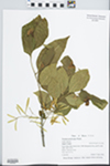 Fraxinus pennsylvanica Marsh. by Gordon C. Tucker