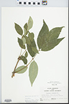 Fraxinus americana L. by John E. E. Ebinger