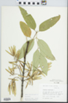 Fraxinus americana L. by Loy R. Phillippe