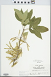 Fraxinus pennsylvanica Marsh. by John E. E. Ebinger