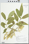 Fraxinus pennsylvanica Marsh. by Ted M. Zebryk